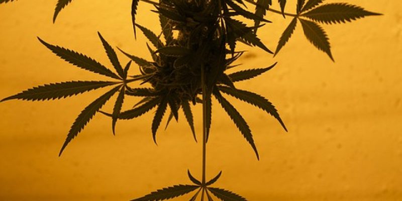 Cannabis Grinders: Alles, was du wissen musst, um den besten zu finden