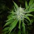 Die Top 5-Gründe, warum Erde oder Hydro-Anbau die beste Option für Ihren Cannabis-Anbau sein könnte