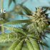 Maximieren Sie Ihre Cannabis-Ernte: Werkzeuge und Techniken