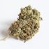 Vom Samen bis zur Ernte: Der Lebenszyklus einer Cannabis Pflanze