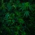 Cannabis-Anbau im Keller: Vorteile, Nachteile und Tipps zur erfolgreichen Ernte